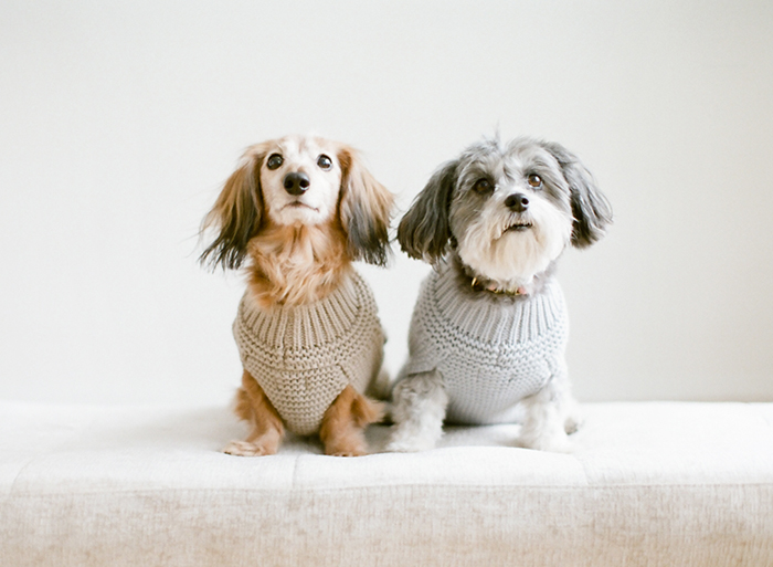 Dogs on film by Laura Ivanova Photography