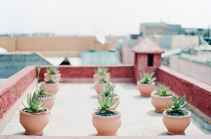 Potted plants on a rooftop in Marrakech, Morocco, by Laura Ivanova Photography