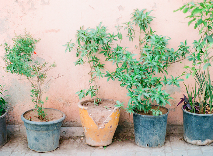 Potted plants in the medinas of Marrakech, Morocco by Laura Ivanova Photography